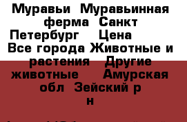 Муравьи, Муравьинная ферма. Санкт-Петербург. › Цена ­ 550 - Все города Животные и растения » Другие животные   . Амурская обл.,Зейский р-н